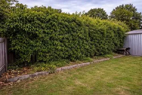 Before hedge trimming