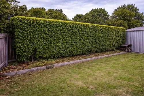 After hedge trimming
